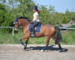 dressage horse New York (German Riding Pony, 2006, from Top Nonstop)