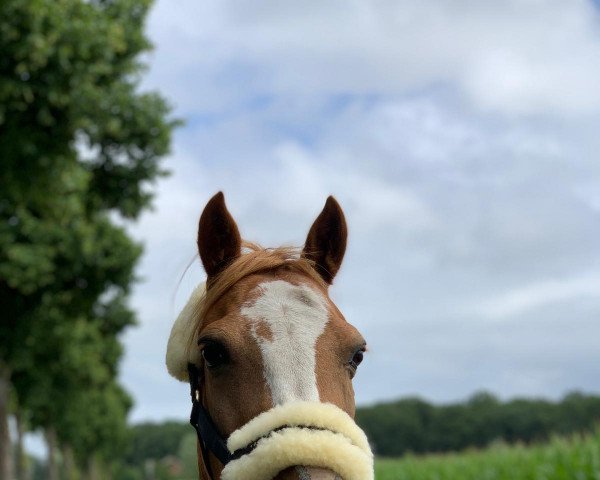 broodmare Chayenne (Welsh-Pony (Section B), 2005, from Frankenbach Crocket)