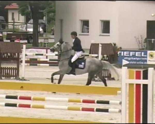 jumper Fortunato 7 (Oldenburg show jumper, 2005, from Forsyth)