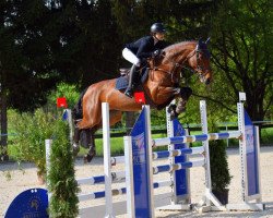 jumper Adagio's Bellissima (Holsteiner, 2015, from Adagio de Talma)