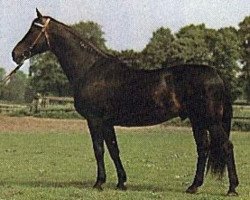 Deckhengst Poprad (Trakehner, 1961, von Traum)