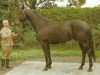 stallion Aspirant (Trakehner, 1976, from Poprad)