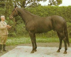 stallion Aspirant (Trakehner, 1976, from Poprad)