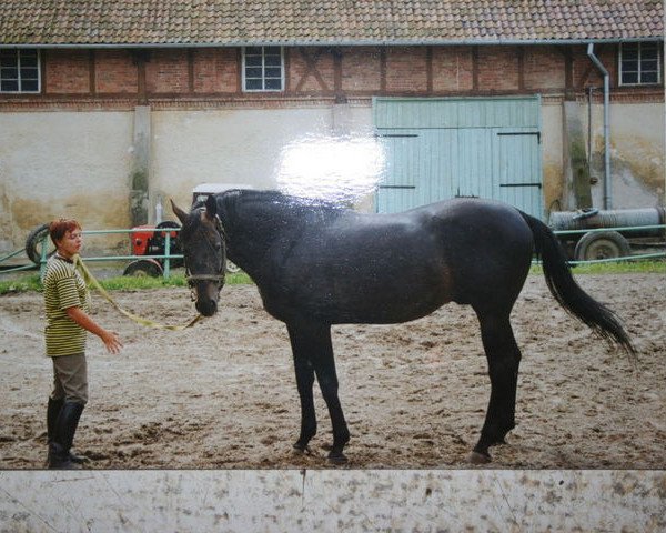 stallion Kondor II (Trakehner, 1982, from Aspirant)