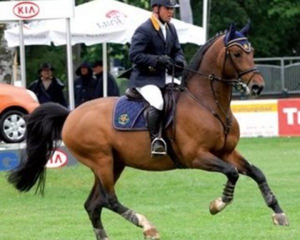 stallion Cinquecento 7 (Thuringia, 1995, from Cento)