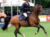 stallion Cinquecento 7 (Thuringia, 1995, from Cento)