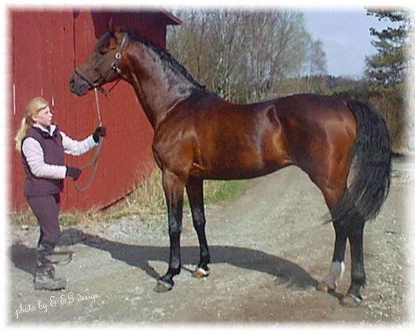 horse Lancier (Holsteiner, 1984, from Landgraf I)