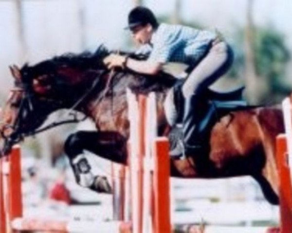 stallion Louis J (Holsteiner, 1986, from Lord)