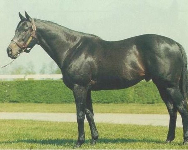stallion Never Bend xx (Thoroughbred, 1960, from Nasrullah xx)