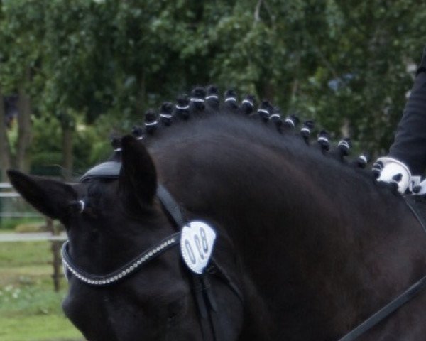 dressage horse Denegro 3 (Oldenburg, 2015, from Negro)