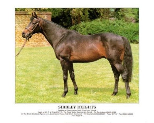 stallion Shirley Heights xx (Thoroughbred, 1975, from Mill Reef xx)