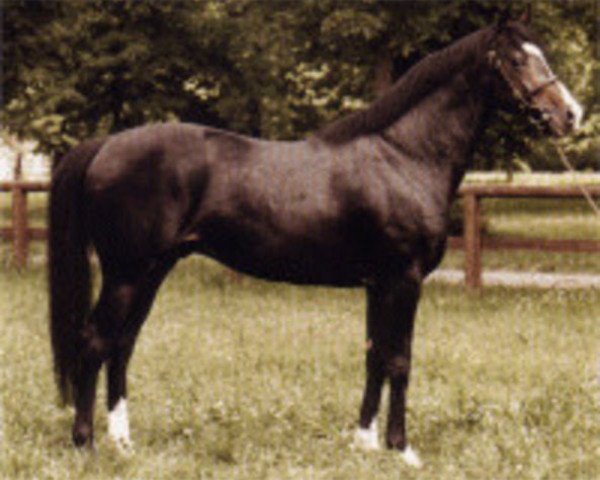 stallion Zinaad xx (Thoroughbred, 1989, from Shirley Heights xx)