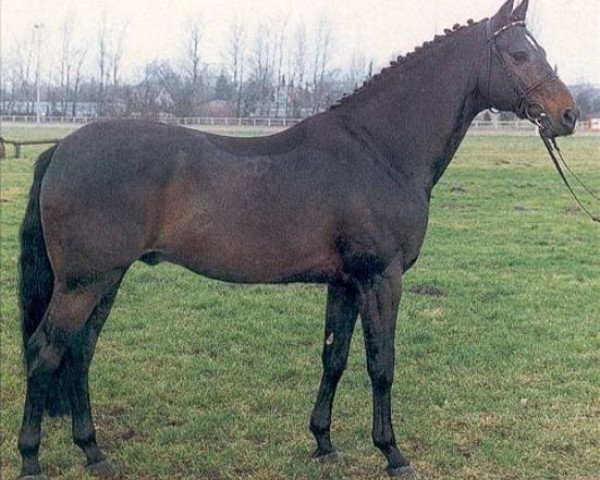 horse Chamonix (Holsteiner, 1982, from Caletto II)