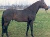 stallion Chamonix (Holsteiner, 1982, from Caletto II)