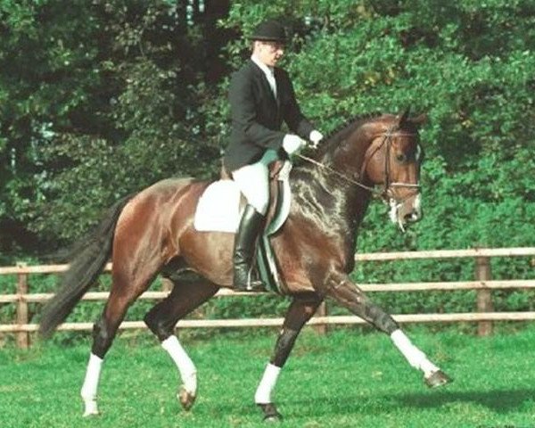 horse Classiker (Holsteiner, 1987, from Calypso II)