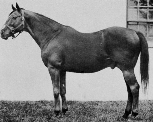 stallion Sun Teddy xx (Thoroughbred, 1933, from Teddy xx)