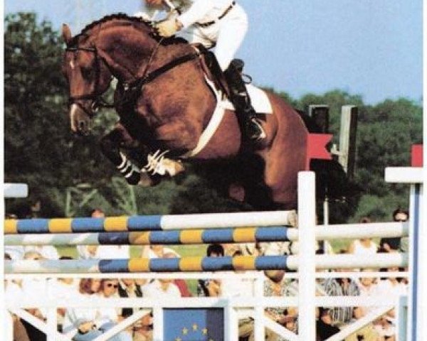 stallion Guido (Dutch Warmblood, 1988, from Voltaire)