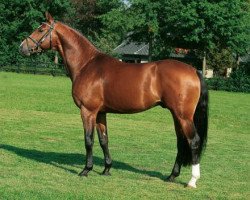 stallion Check In 2 (Oldenburg show jumper, 2003, from Cordalme Z)