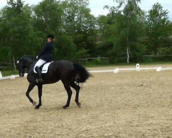 dressage horse Liborix (unknown,  )