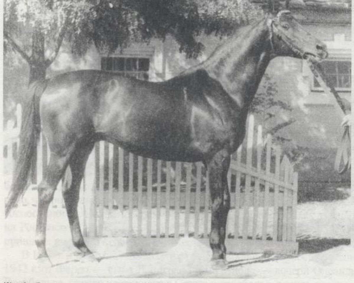 stallion Ekspromt (Russian Trakehner, 1955, from Eifel ex Perkeo)