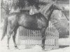 stallion Ekspromt (Russian Trakehner, 1955, from Eifel ex Perkeo)