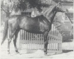 Deckhengst Ekspromt (Russisch Trakehner, 1955, von Eifel ex Perkeo)