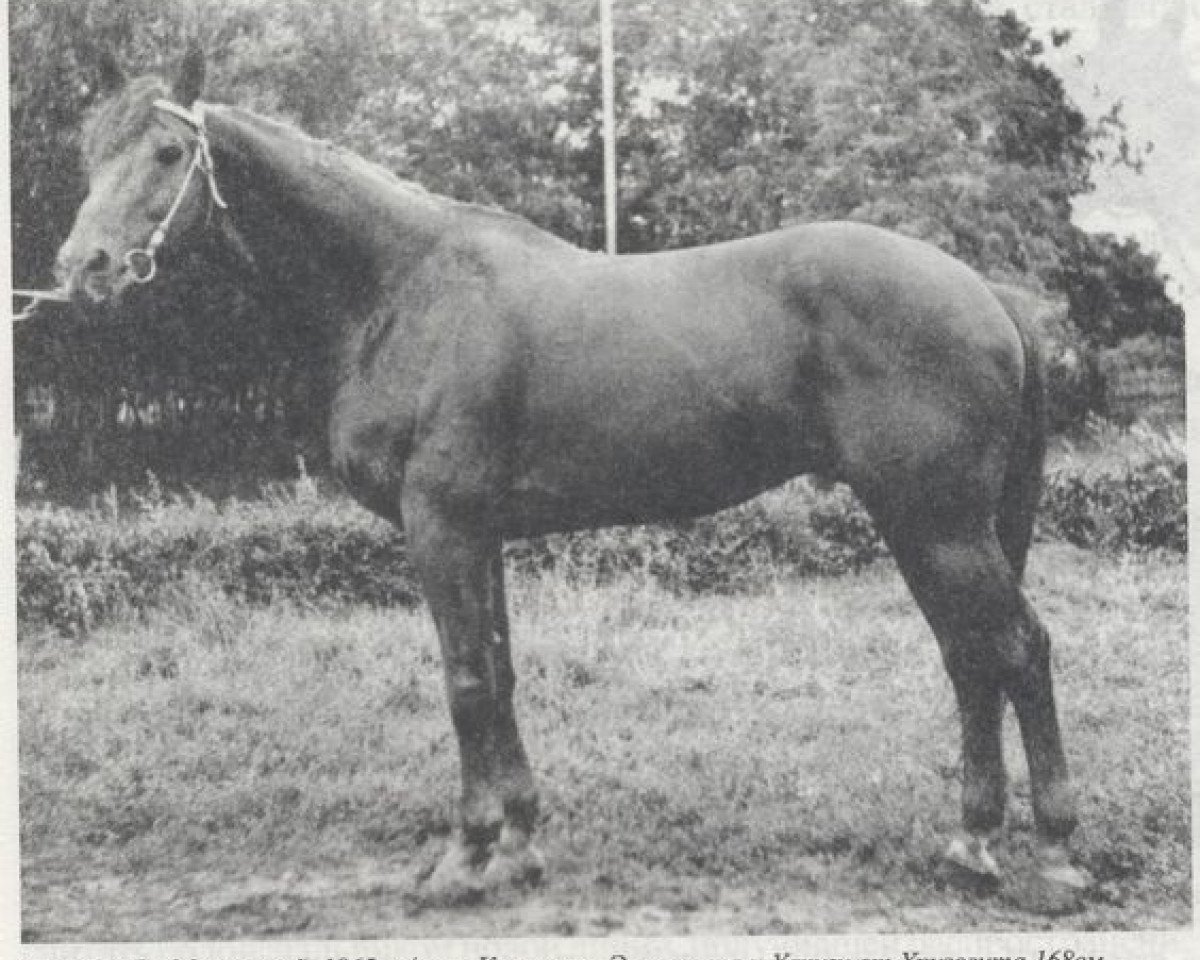 Deckhengst Ech-Ma (Russisch Trakehner, 1965, von Ekspromt)