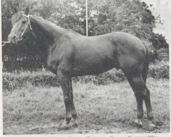 stallion Ech-Ma (Russian Trakehner, 1965, from Ekspromt)