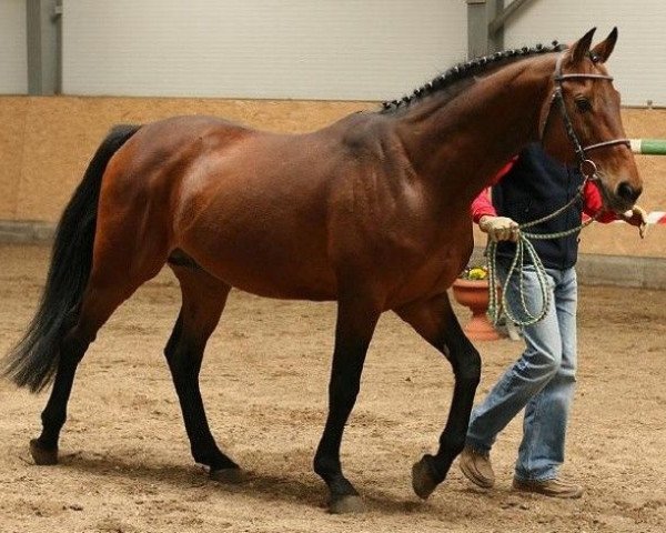 stallion Conway (Holsteiner, 1990, from Caretino)