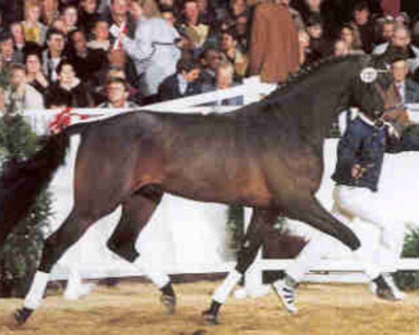 stallion Looping (Holsteiner, 1996, from Lasino)