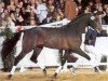 stallion Looping (Holsteiner, 1996, from Lasino)