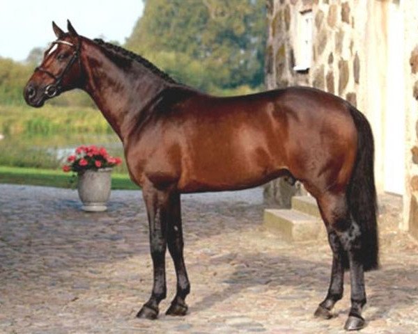 stallion Quite Easy I (Holsteiner, 1994, from Quidam de Revel)