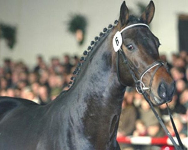 stallion Quinta Real (Dutch Warmblood, 2003, from Quite Easy I)
