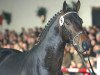 stallion Quinta Real (Dutch Warmblood, 2003, from Quite Easy I)