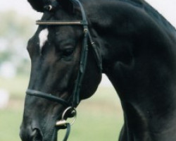 Deckhengst Balzflug (Trakehner, 1986, von Habicht)