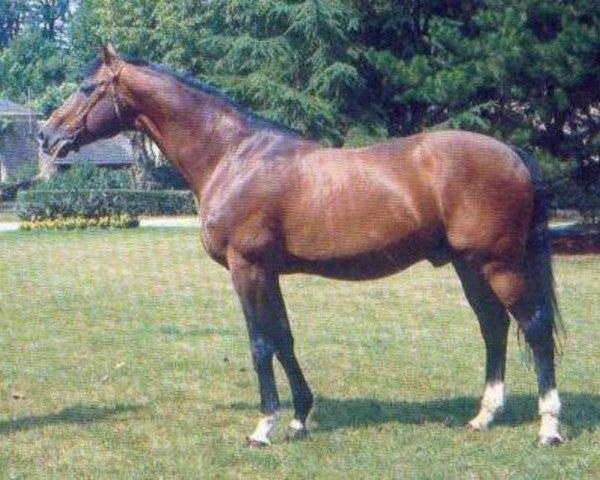 stallion Hurlevent (Selle Français, 1973, from Amour du Bois)