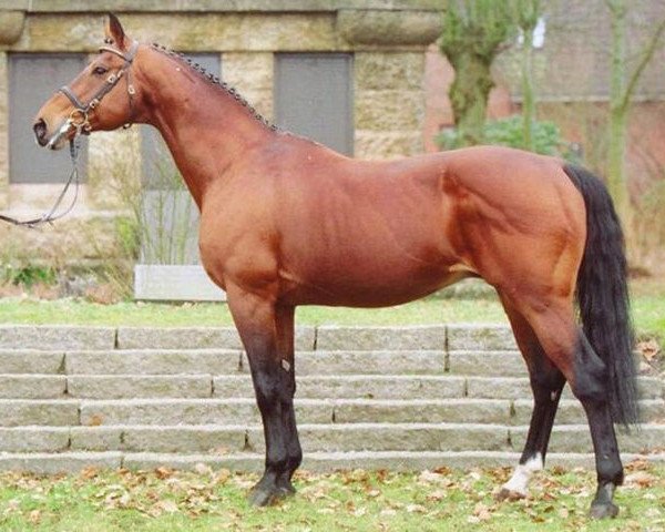 stallion Urleven Pironniere (Selle Français, 1986, from Hurlevent)