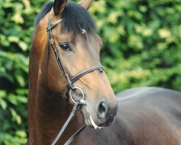 stallion Lemmod (Dutch Warmblood, 1993, from Burggraaf)