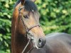stallion Lemmod (KWPN (Royal Dutch Sporthorse), 1993, from Burggraaf)