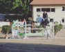 jumper Leonardo Da Vinci 13 (German Sport Horse, 2009, from Levistano)