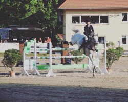 jumper Leonardo Da Vinci 13 (German Sport Horse, 2009, from Levistano)