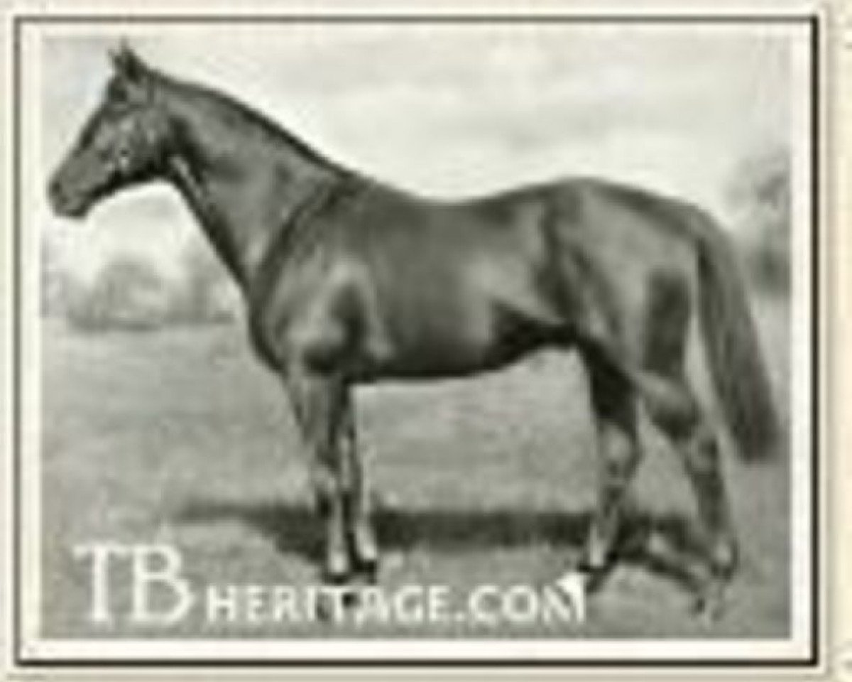 Deckhengst Golden Boss xx (Englisches Vollblut, 1920, von The Boss xx)