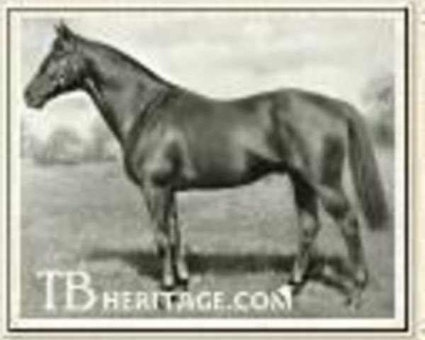 stallion Golden Boss xx (Thoroughbred, 1920, from The Boss xx)