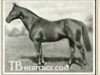 horse Golden Boss xx (Thoroughbred, 1920, from The Boss xx)