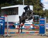 jumper Chaccaria Blue (Oldenburg show jumper, 2017, from Chacoon Blue)