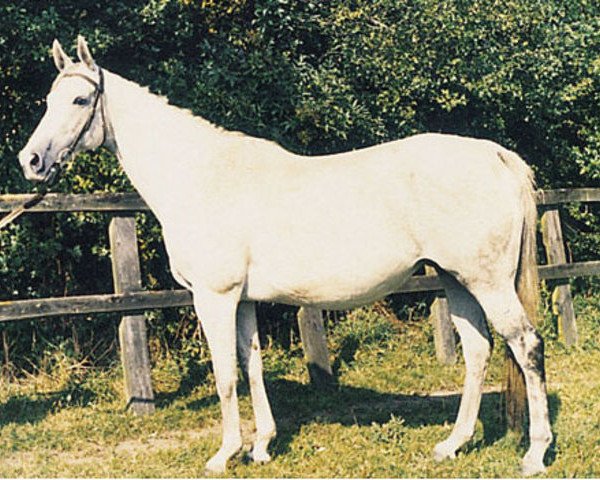 horse Vareta xx (Thoroughbred, 1953, from Vilmorin xx)