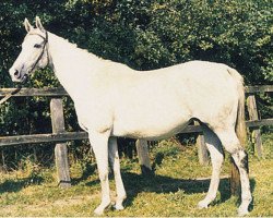 broodmare Vareta xx (Thoroughbred, 1953, from Vilmorin xx)