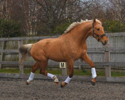 horse Jalapeño van het Anserland (KWPN (Royal Dutch Sporthorse), 2019, from Jantar van het Anserland)