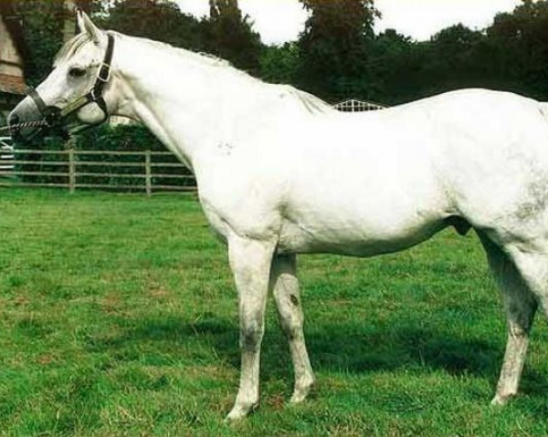 stallion Highest Honor xx (Thoroughbred, 1983, from Kenmare xx)