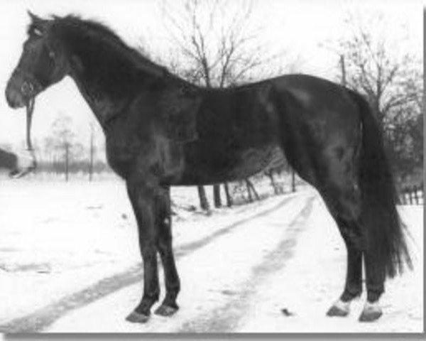stallion Landsturm (Holsteiner, 1966, from Ladykiller xx)